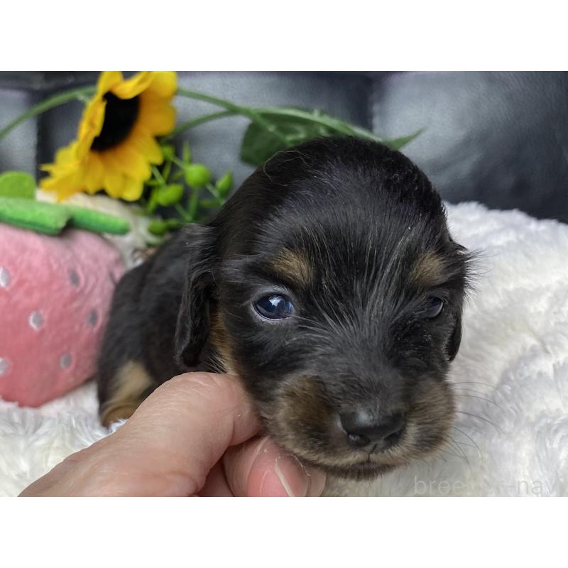 販売中の岐阜県のミニチュアダックスフンド(ロングヘアード)-450267の13枚目