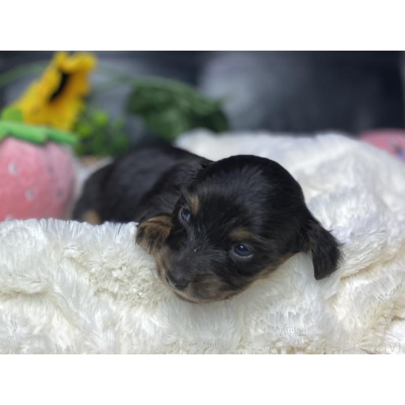 販売中の岐阜県のミニチュアダックスフンド(ロングヘアード)-450267の11枚目