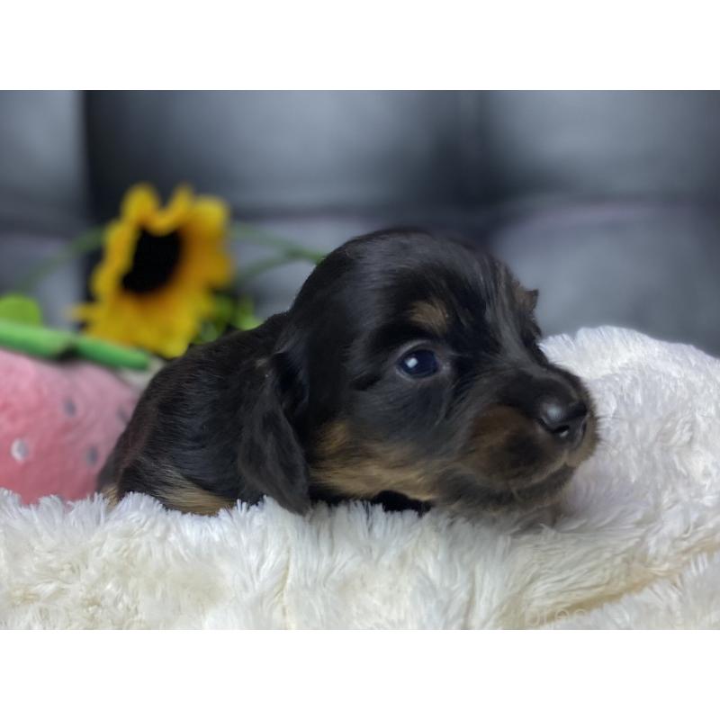 販売中の岐阜県のミニチュアダックスフンド(ロングヘアード)-450267の10枚目