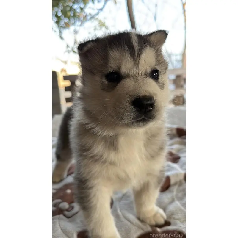 販売中の埼玉県のシベリアンハスキー-451551の16枚目