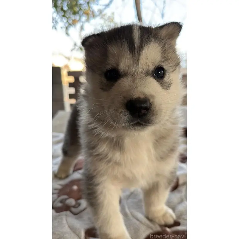 販売中の埼玉県のシベリアンハスキー-451551の15枚目