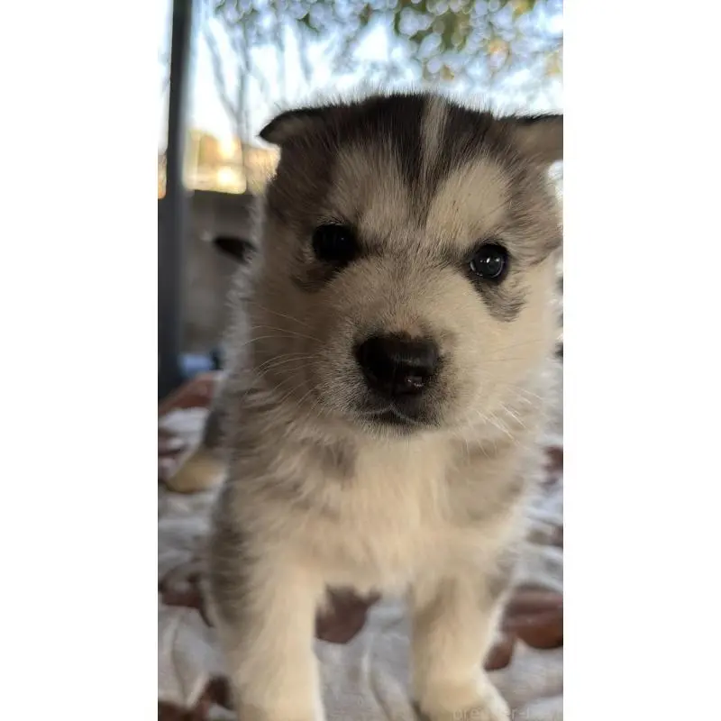 販売中の埼玉県のシベリアンハスキー-451551の14枚目