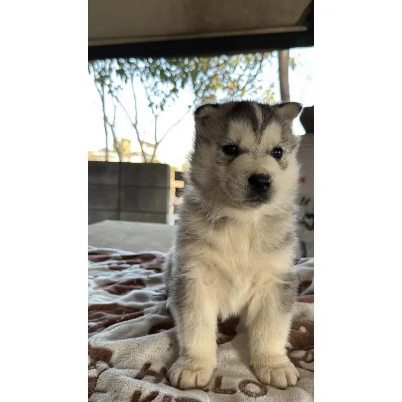 販売中の埼玉県のシベリアンハスキー-451551の13枚目