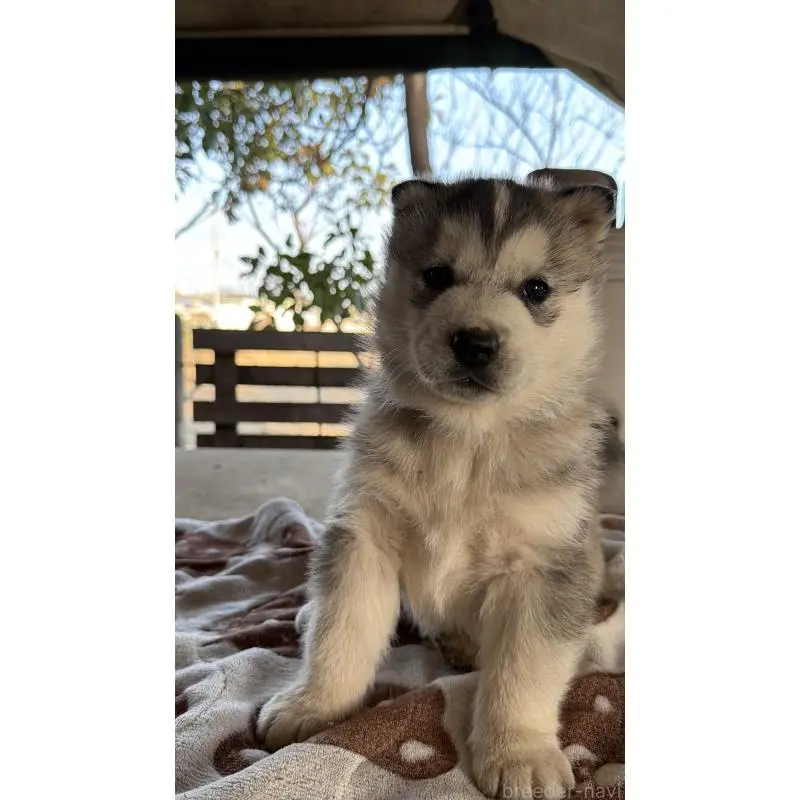 販売中の埼玉県のシベリアンハスキー-451551の12枚目