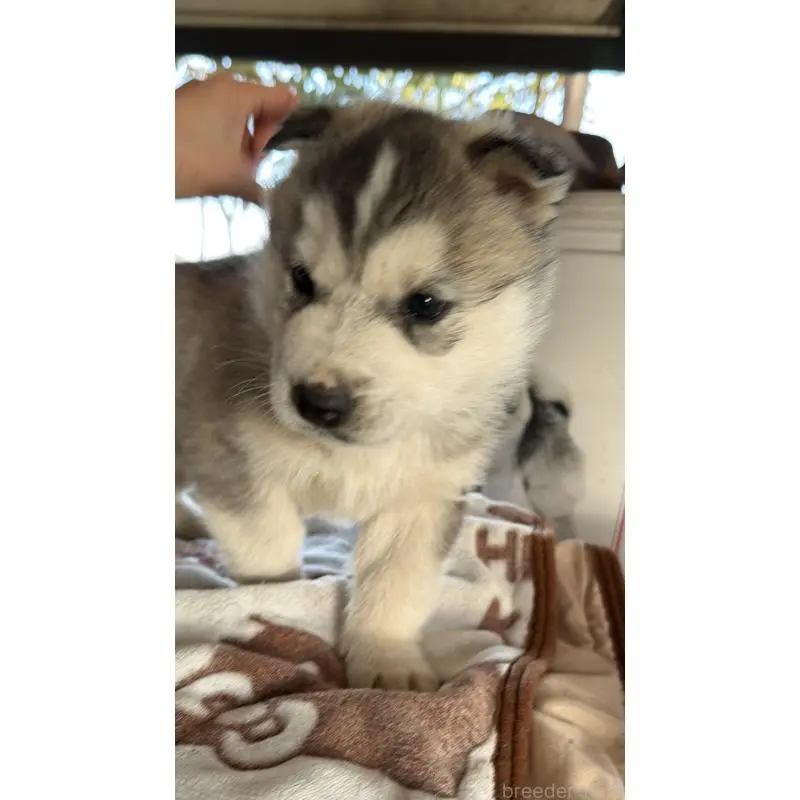 販売中の埼玉県のシベリアンハスキー-451551の11枚目