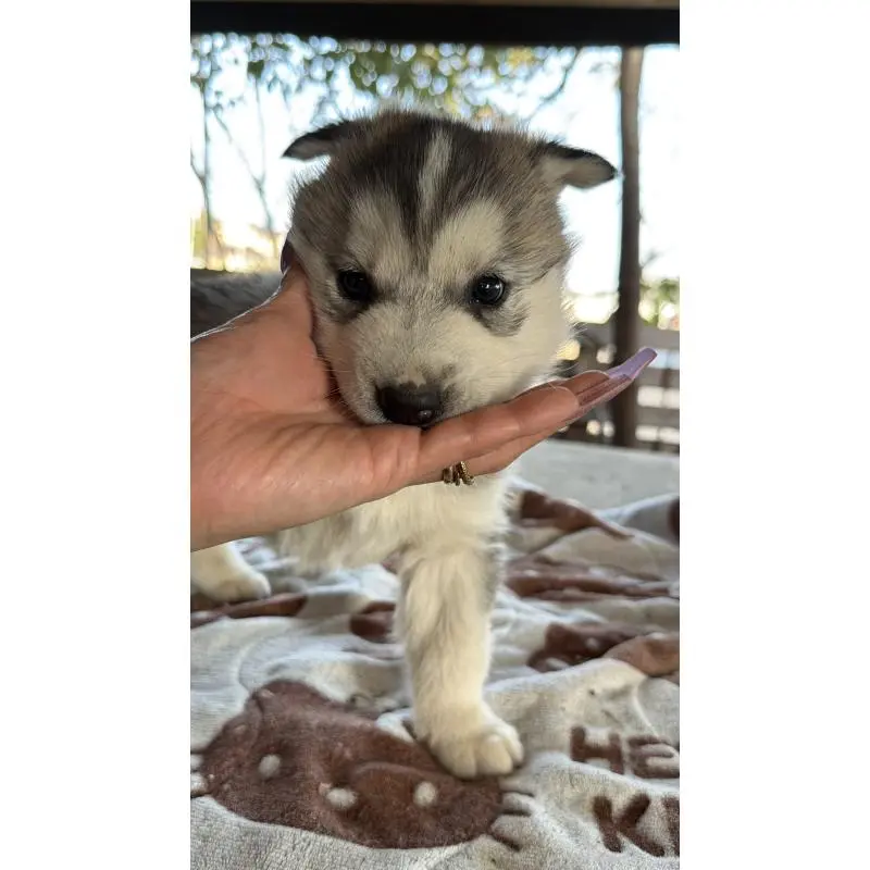 販売中の埼玉県のシベリアンハスキー-451551の10枚目