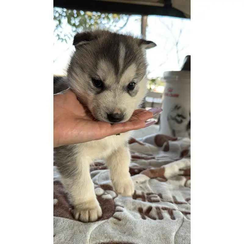 販売中の埼玉県のシベリアンハスキー-451551の9枚目