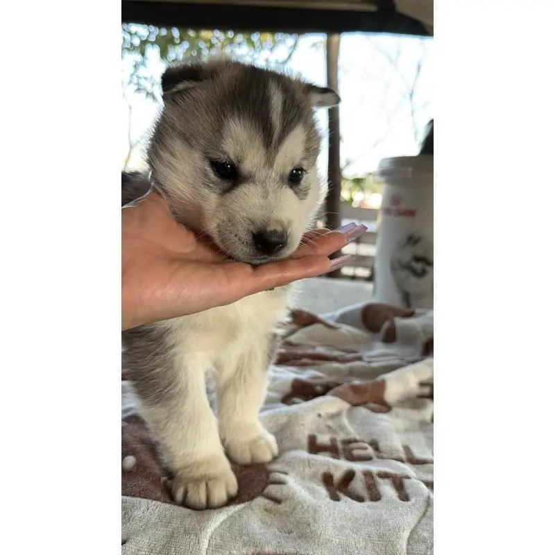 販売中の埼玉県のシベリアンハスキー-451551の8枚目