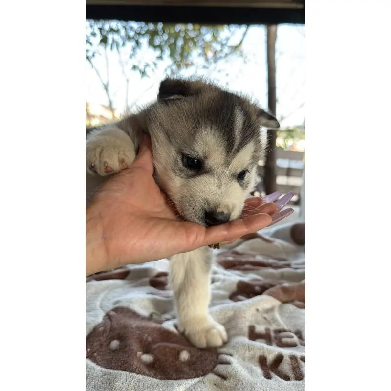 販売中の埼玉県のシベリアンハスキー-451551の7枚目