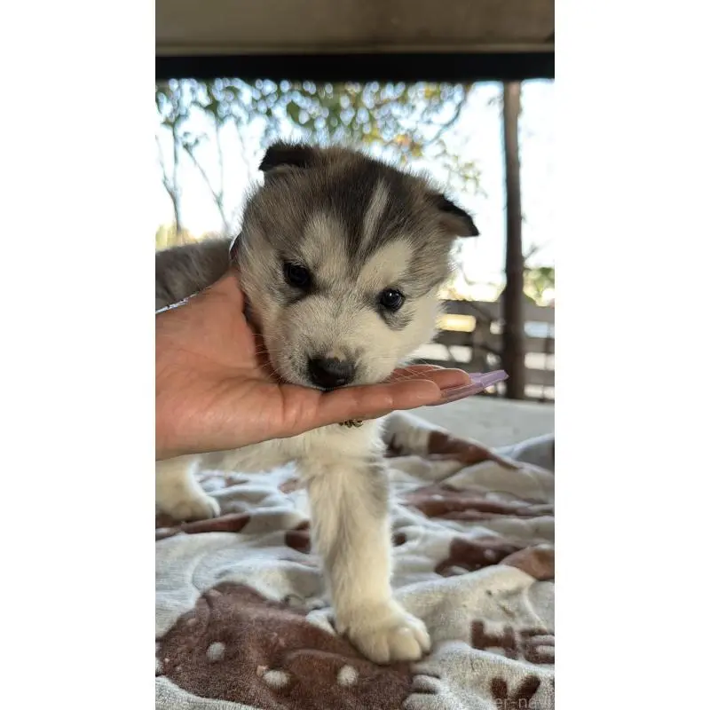 販売中の埼玉県のシベリアンハスキー-451551の6枚目