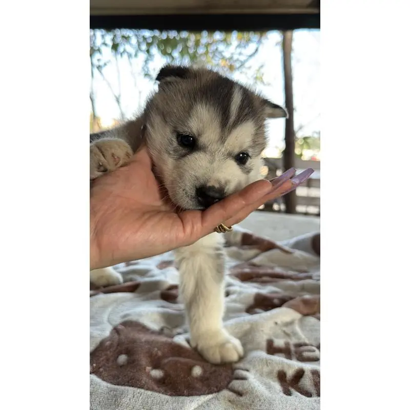 販売中の埼玉県のシベリアンハスキー-451551の5枚目