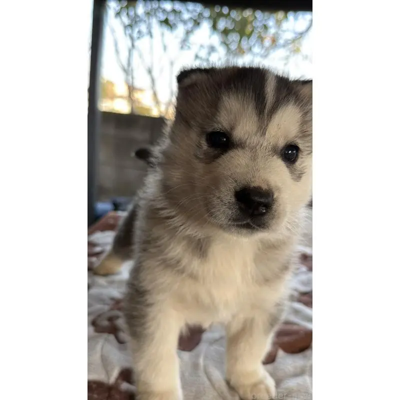 販売中の埼玉県のシベリアンハスキー-451551の4枚目