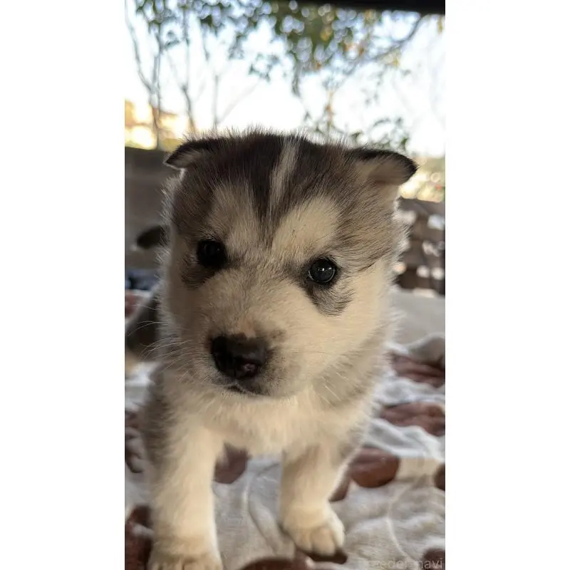 販売中の埼玉県のシベリアンハスキー-451551の3枚目