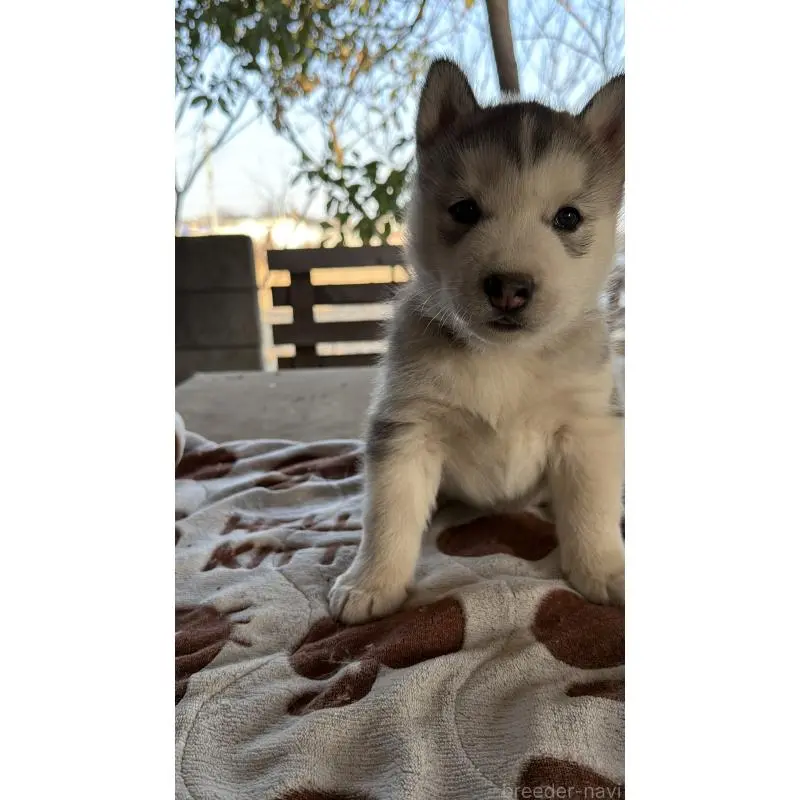 販売中の埼玉県のシベリアンハスキー-451552の21枚目