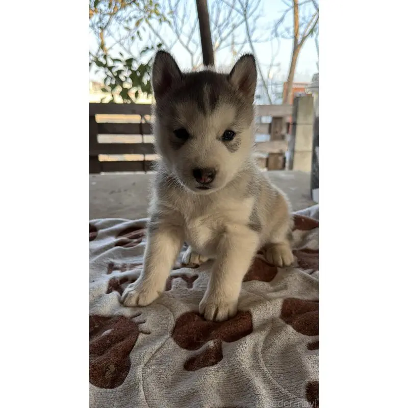 販売中の埼玉県のシベリアンハスキー-451552の20枚目