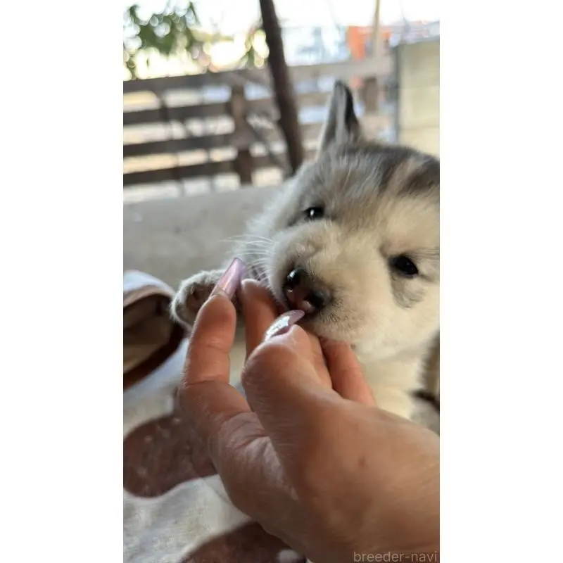 販売中の埼玉県のシベリアンハスキー-451552の19枚目