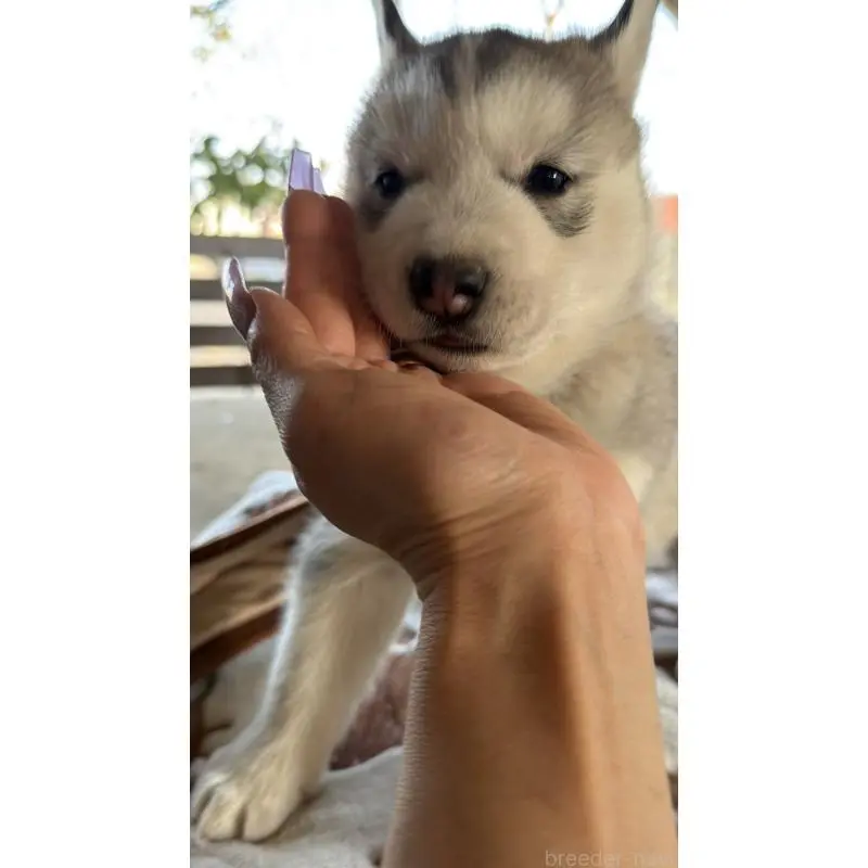 販売中の埼玉県のシベリアンハスキー-451552の18枚目