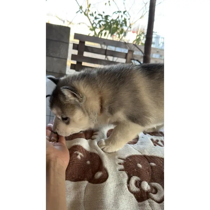 販売中の埼玉県のシベリアンハスキー-451552の17枚目