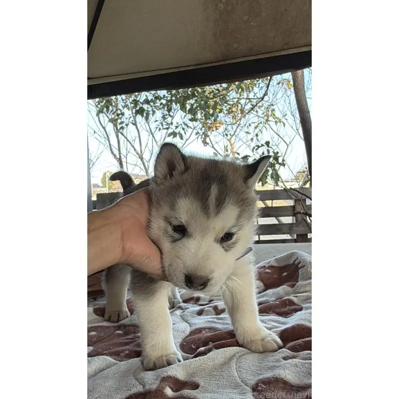 販売中の埼玉県のシベリアンハスキー-451552の15枚目