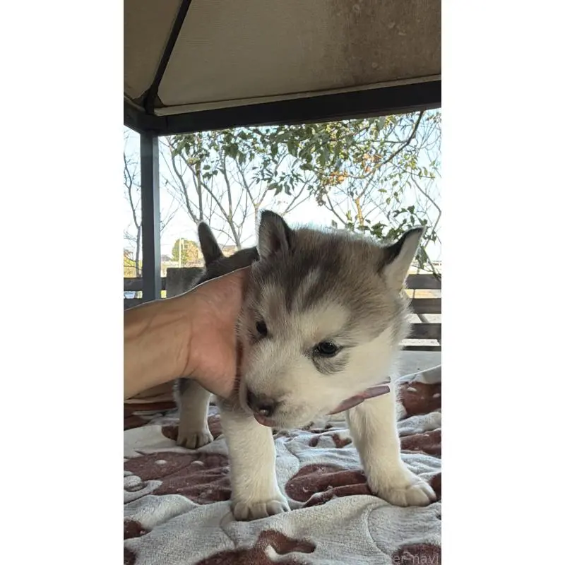 販売中の埼玉県のシベリアンハスキー-451552の14枚目