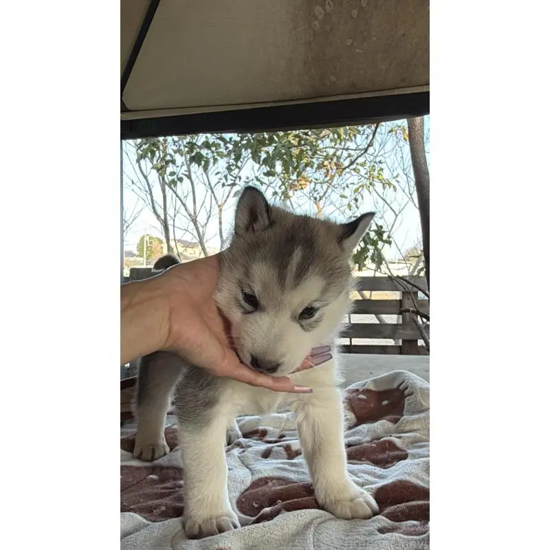 販売中の埼玉県のシベリアンハスキー-451552の13枚目