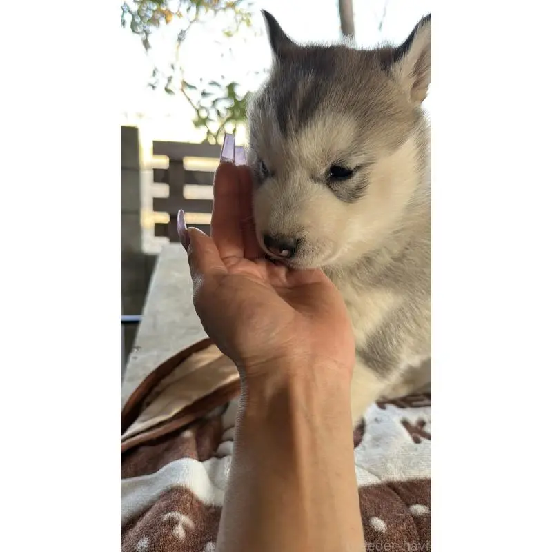 販売中の埼玉県のシベリアンハスキー-451552の12枚目