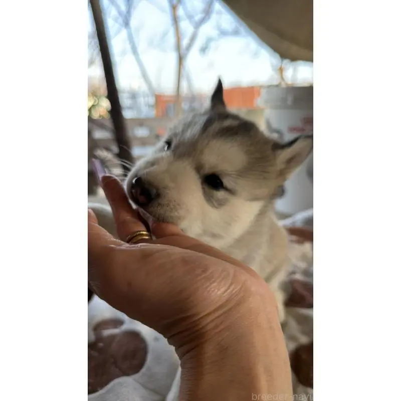 販売中の埼玉県のシベリアンハスキー-451552の11枚目