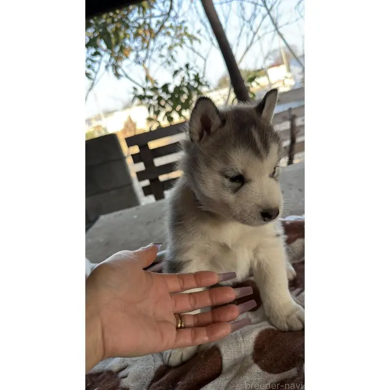販売中の埼玉県のシベリアンハスキー-451552の10枚目