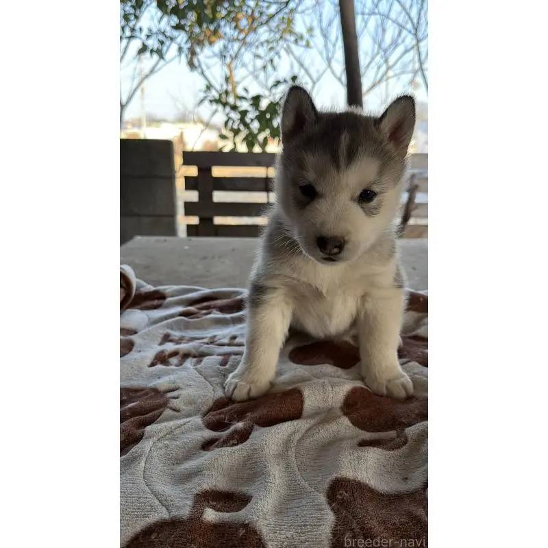 販売中の埼玉県のシベリアンハスキー-451552の9枚目