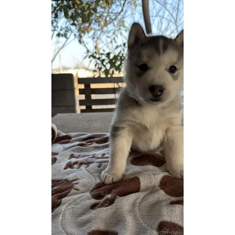 販売中の埼玉県のシベリアンハスキー-451552の7枚目