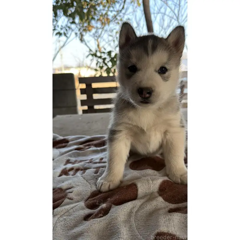 販売中の埼玉県のシベリアンハスキー-451552の5枚目