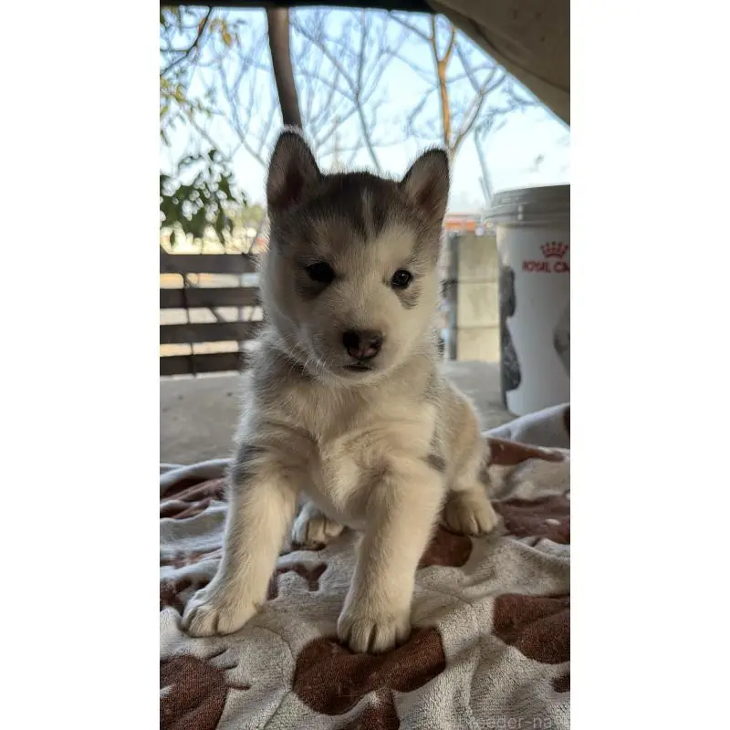 販売中の埼玉県のシベリアンハスキー-451552の4枚目