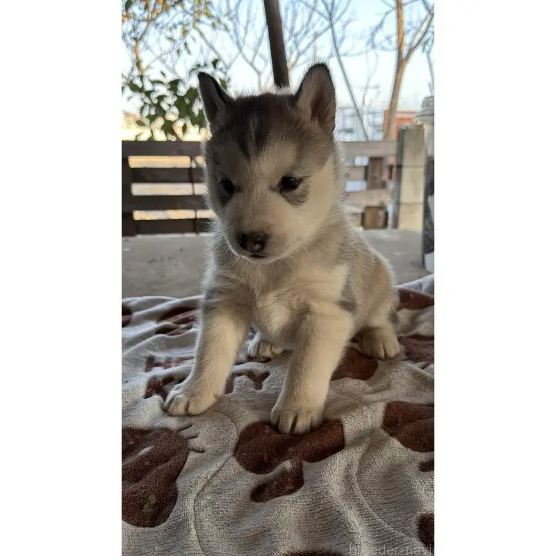 販売中の埼玉県のシベリアンハスキー-451552の3枚目