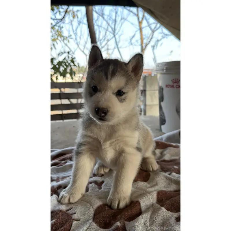 販売中の埼玉県のシベリアンハスキー-451552の2枚目