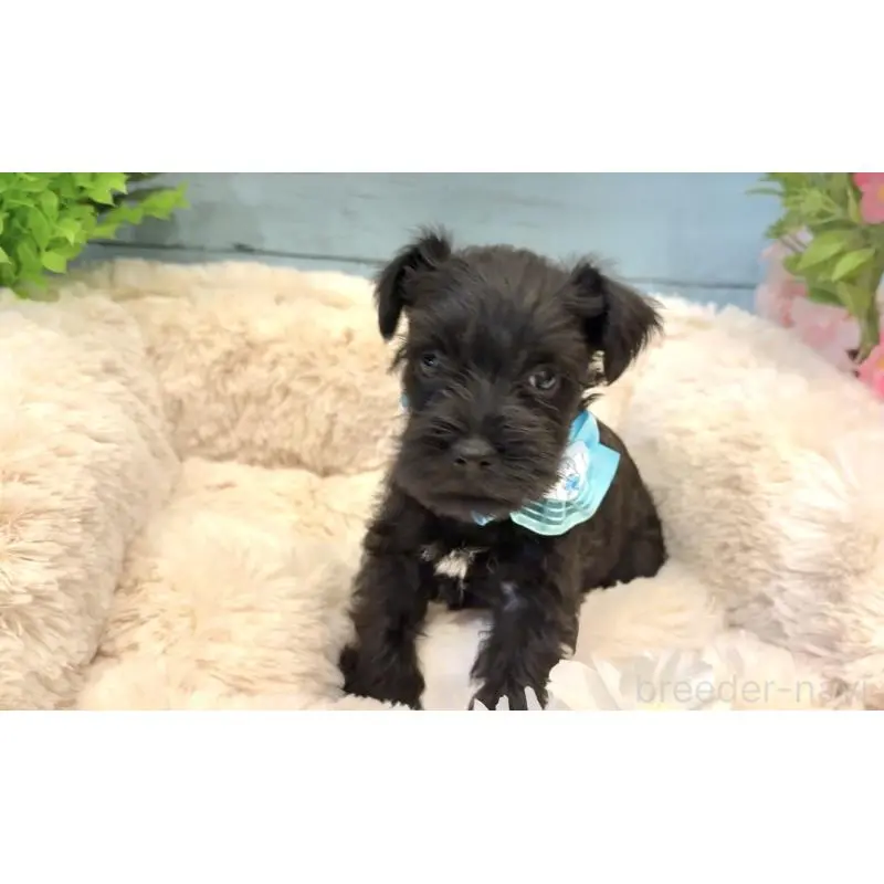 販売中の埼玉県のミニチュアシュナウザー-451554の5枚目