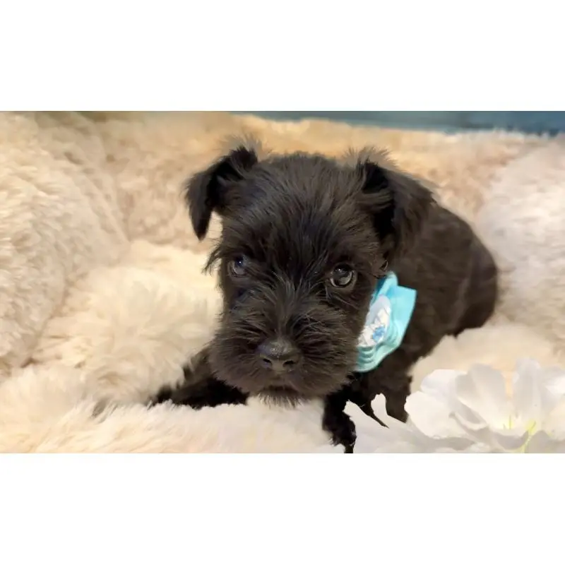 販売中の埼玉県のミニチュアシュナウザー-451554の4枚目