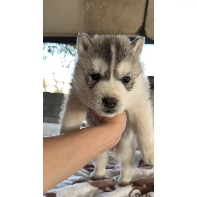 販売中の埼玉県のシベリアンハスキー-451557の70枚目