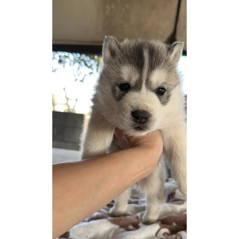 販売中の埼玉県のシベリアンハスキー-451557の68枚目