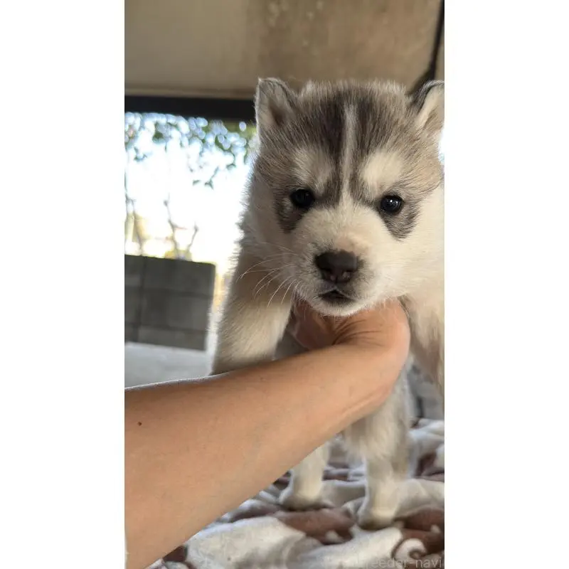 販売中の埼玉県のシベリアンハスキー-451557の67枚目