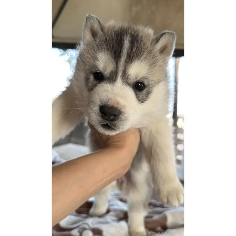 販売中の埼玉県のシベリアンハスキー-451557の66枚目