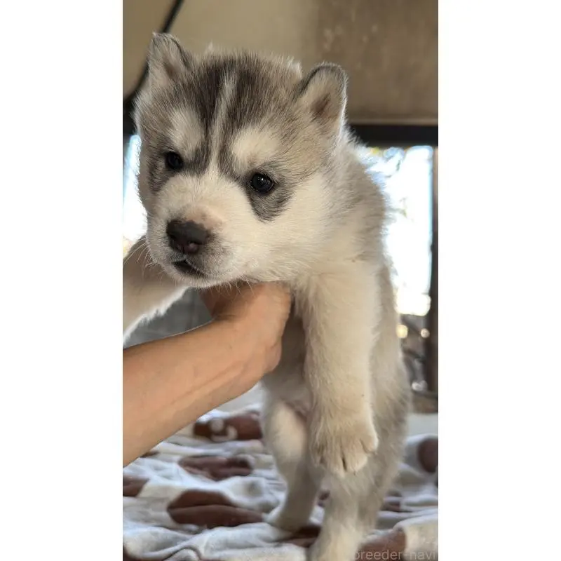 販売中の埼玉県のシベリアンハスキー-451557の64枚目