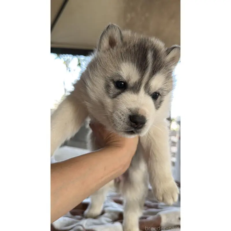 販売中の埼玉県のシベリアンハスキー-451557の63枚目