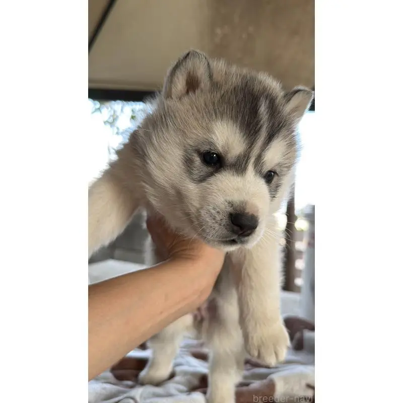 販売中の埼玉県のシベリアンハスキー-451557の62枚目