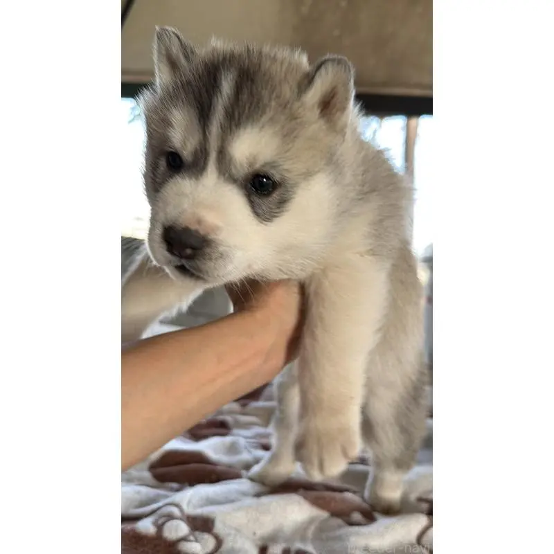 販売中の埼玉県のシベリアンハスキー-451557の61枚目