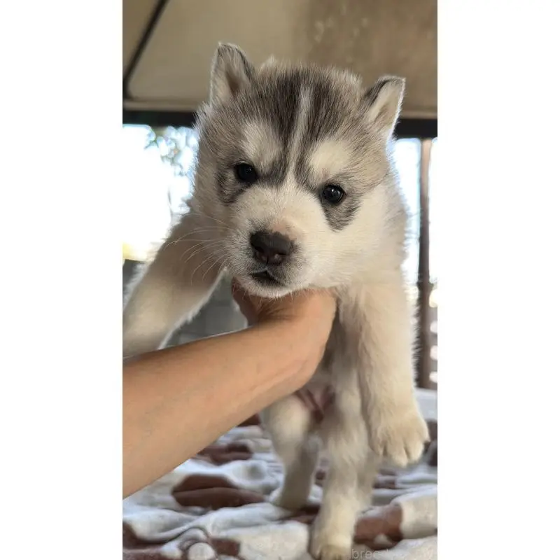 販売中の埼玉県のシベリアンハスキー-451557の60枚目