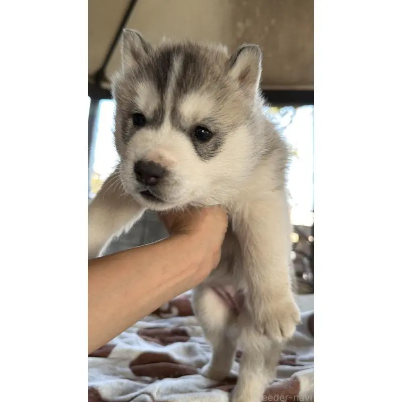 販売中の埼玉県のシベリアンハスキー-451557の59枚目