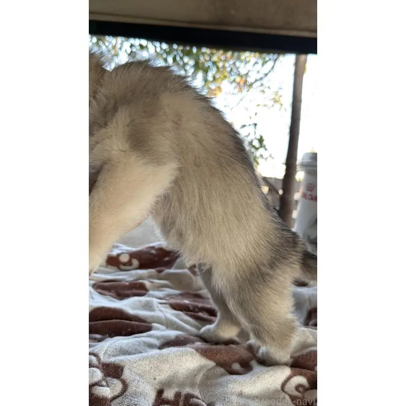 販売中の埼玉県のシベリアンハスキー-451557の58枚目