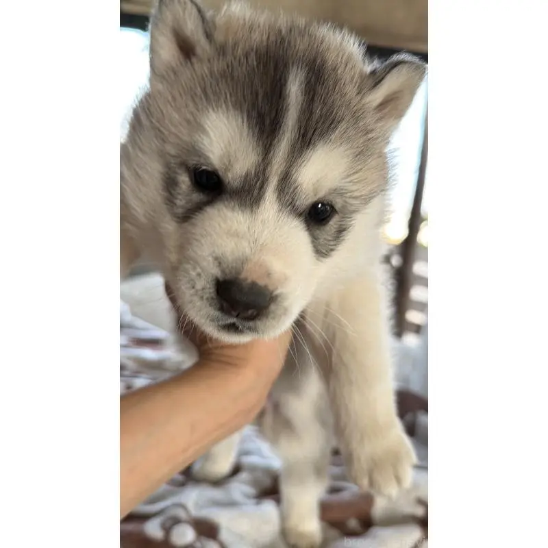 販売中の埼玉県のシベリアンハスキー-451557の57枚目