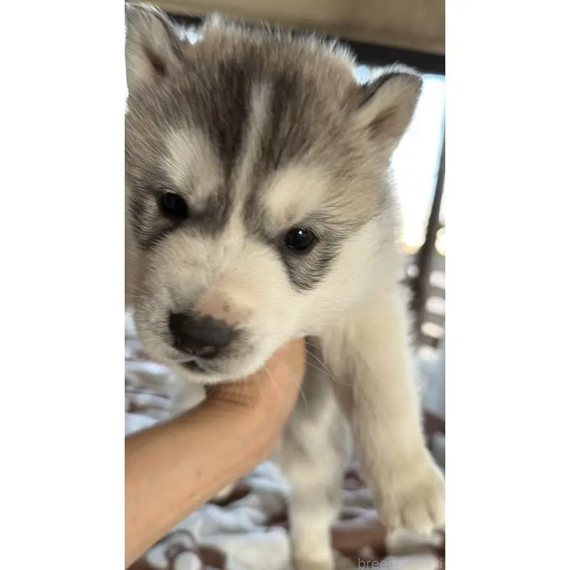 販売中の埼玉県のシベリアンハスキー-451557の56枚目