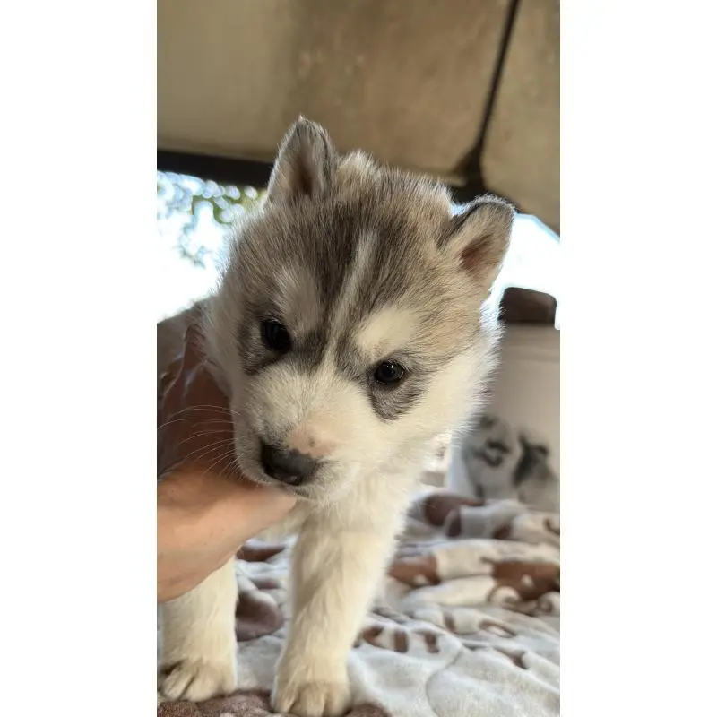 販売中の埼玉県のシベリアンハスキー-451557の55枚目